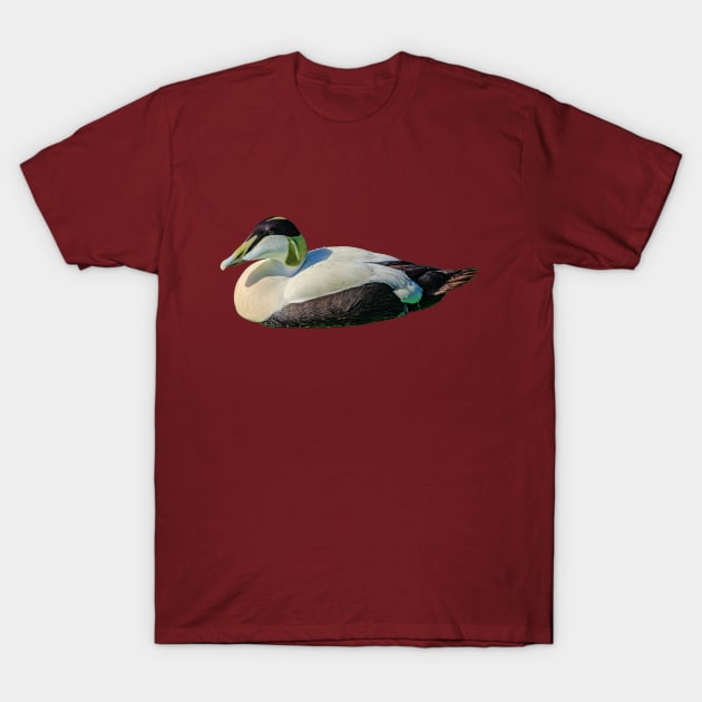 Eider duck T-Shirt by dalyndigaital2@gmail.com
